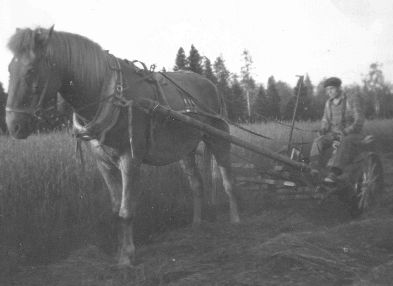 Mowing hay with a horse (circa 1963) Photo: Lahja Toivanen, Mujejärvi Village Association